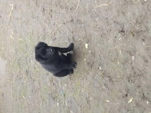 Donez catei zona ploiesti 3caini și o catea