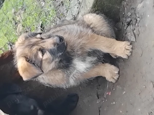 Donez catei zona ploiesti 3caini și o catea - imagine 3