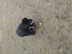 Donez catei zona ploiesti 3caini și o catea - imagine 2