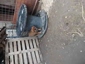 Donez catei zona ploiesti 3caini și o catea - imagine 4