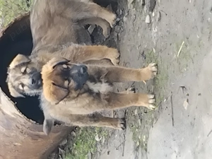 Donez catei zona ploiesti 3caini și o catea - imagine 5