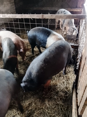 Grasuni bazna de 100 si peste 100 kg - imagine 4