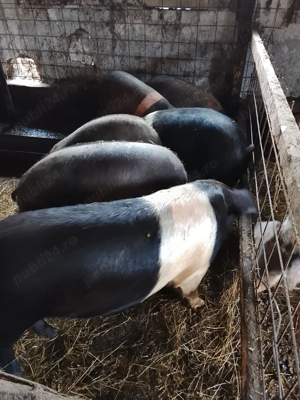 Grasuni bazna de 100 si peste 100 kg - imagine 2