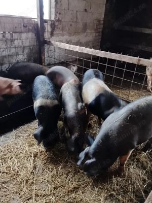 Grasuni bazna de 100 si peste 100 kg - imagine 3