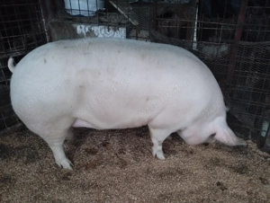 Porci de carne 200-300kg - imagine 5