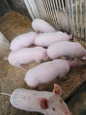 Vând purcei 12 săptămâni,  - imagine 3