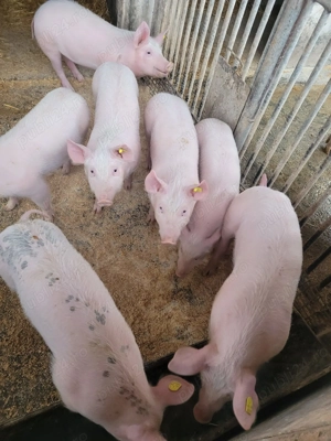 Vând purcei 12 săptămâni,  - imagine 2