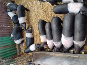 Porci  ,, purcei Bazna rasă pură  - imagine 2