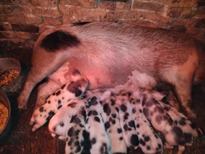 Vând scroafă cu 8 purcei  - imagine 4