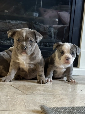 Vand  american Bully pocket mirla  - imagine 3