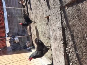 Vand ocoși  de curte - imagine 2