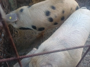 vand doi porci  - imagine 2