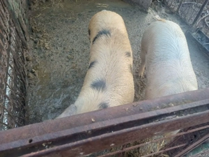 vand doi porci 