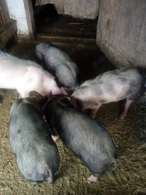 vand purcei petrean belgian  - imagine 2