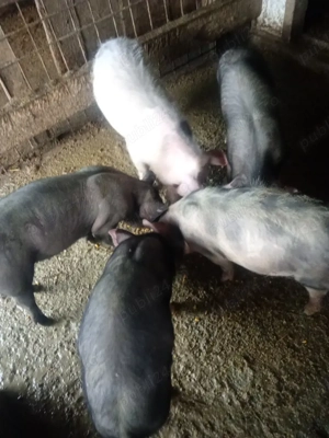 vand purcei petrean belgian  - imagine 3