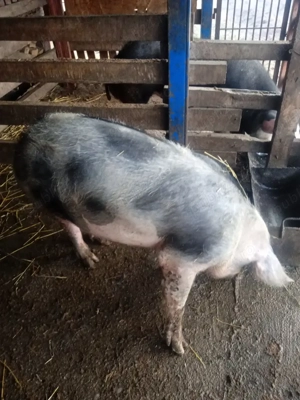 vand purcei petrean belgian  - imagine 4