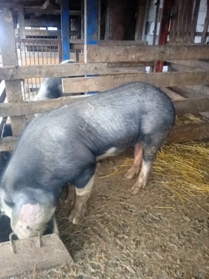 vand purcei petrean belgian  - imagine 5