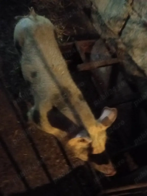 vand purcei petrean belgian