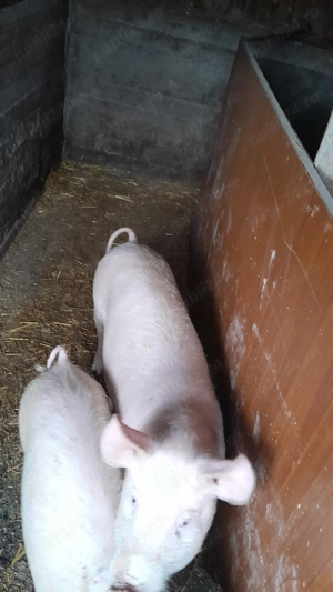 De vanzare grasuni landrace - imagine 2