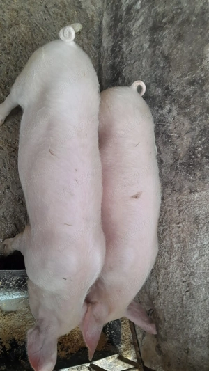 De vanzare grasuni landrace - imagine 4