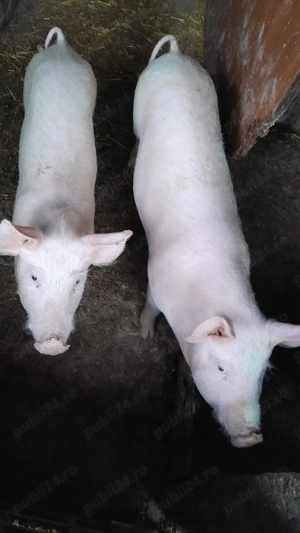 De vanzare grasuni landrace - imagine 5