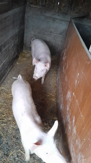 De vanzare grasuni landrace - imagine 3