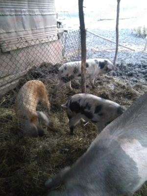 vand 3 șoldanii cu 650 bucata 