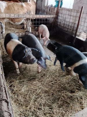 Grasuni bazna de 100 si peste 100 kg - imagine 5