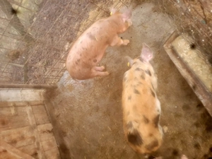 De vânzare 2 soldani 