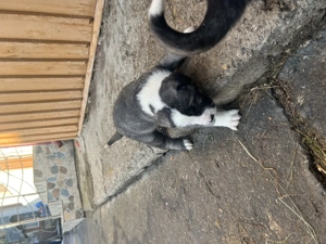 Vând Kangali  - imagine 4