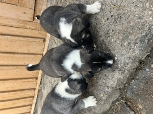 Vând Kangali  - imagine 2