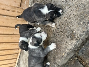 Vând Kangali  - imagine 3