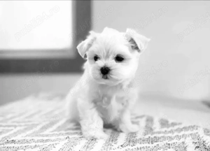 Vand bichon miny toy fetita 6 saptamani