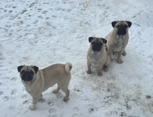 Vând căței PUG 8 luni  - imagine 2