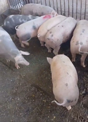 purcei de vanzare rasa petrain  ,de la 25 kg la 45 kg pret de lav600 la 800 buc  - imagine 4