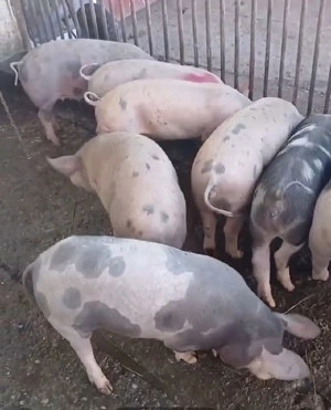 purcei de vanzare rasa petrain ,duroc ,marele alb ,de la 25 kg la 45 kg pret de lav600 la 800 buc 