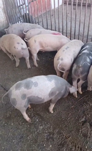purcei de vanzare rasa petrain  ,de la 25 kg la 45 kg pret de lav600 la 800 buc  - imagine 5