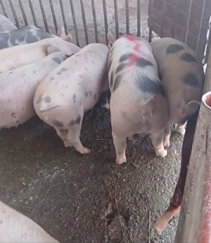 purcei de vanzare rasa petrain  ,de la 25 kg la 45 kg pret de lav600 la 800 buc  - imagine 3