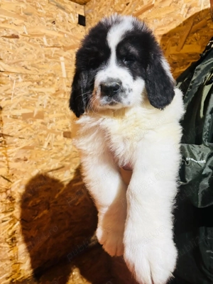 Ciobănesc Românesc de Bucovina 