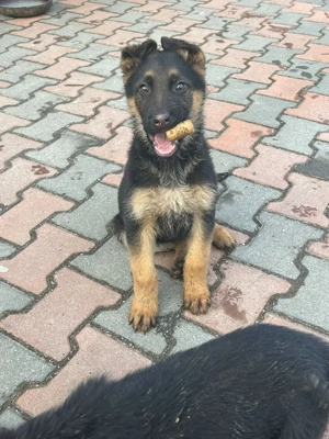 Pui Ciobănesc German - imagine 3