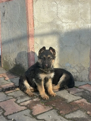 Pui Ciobănesc German - imagine 2