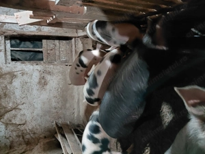 Scroafe gusante - imagine 2