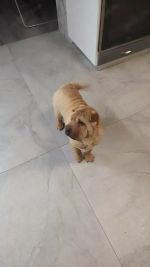 Sharpei Fetiță  - imagine 2