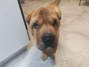 Sharpei Fetiță  - imagine 4