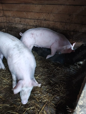 vând purcei  - imagine 2