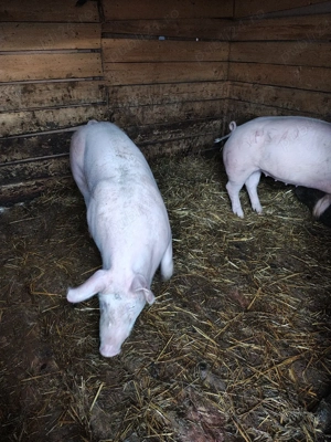 vând purcei  - imagine 4