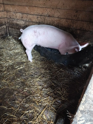 vând purcei  - imagine 5