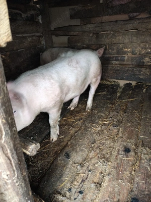 vând purcei  - imagine 3