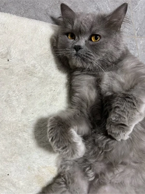 Motan Albastru de rusia  - imagine 2