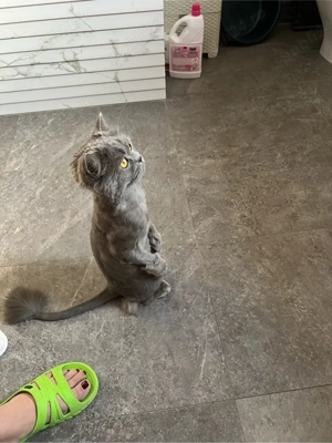 Motan Albastru de rusia  - imagine 3